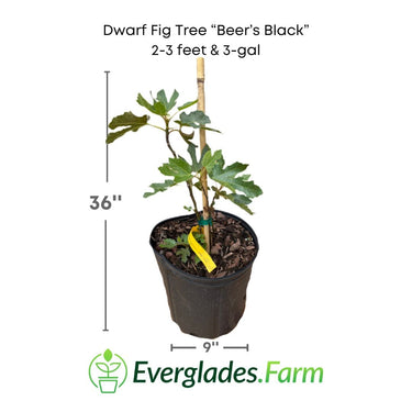 Dwarf Fig Tree